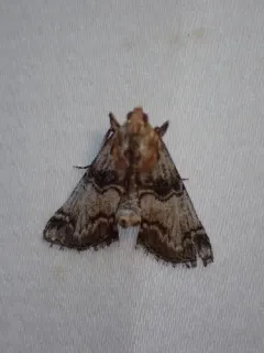 Toripalpus trabalis thumbnail 1