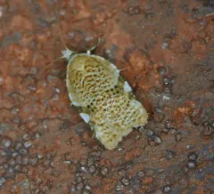 Acleris cervinana thumbnail 1