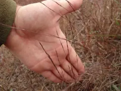 Slim-spike Three-awn Grass thumbnail 3