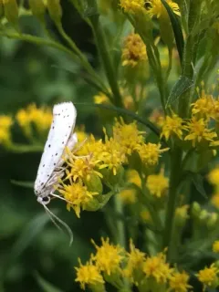 Cherry Ermine thumbnail 2