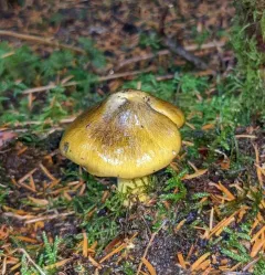 Tricholoma subsejunctum thumbnail 3