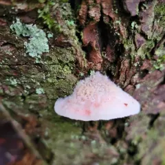 Pink Sherbet Polypore thumbnail 2