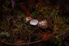 Tuber bellisporum thumbnail 2
