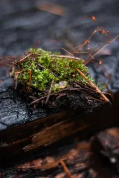 Perilachnea hemisphaerioides thumbnail 3