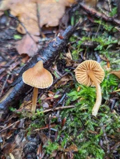 Galerina triscopa thumbnail 2