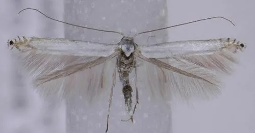 Lyonetia candida