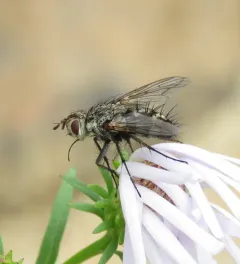 Trochilodes skinneri thumbnail 1