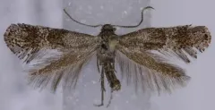 Tinagma obscurofasciella thumbnail 1