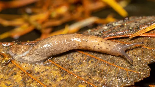 Tillamook Westernslug