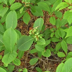 northern wild raisin thumbnail 3