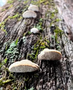 Perenniporia ohiensis thumbnail 4