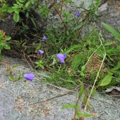 intermediate bellflower thumbnail 3
