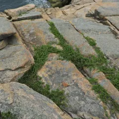 creeping juniper thumbnail 3