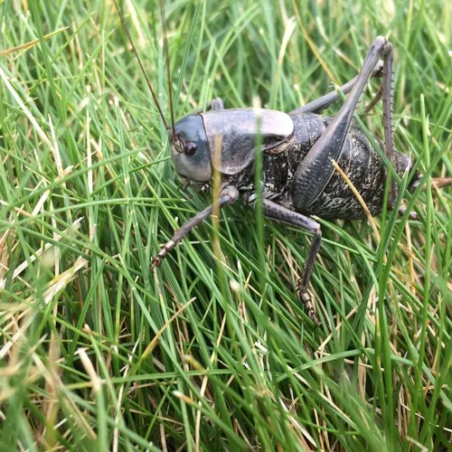 Mormon Cricket