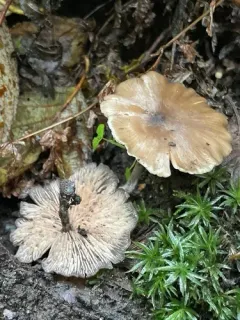 Entoloma lucidum thumbnail 3