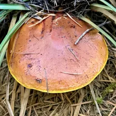Larch Suillus thumbnail 2