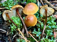 Mythicomyces corneipes thumbnail 3