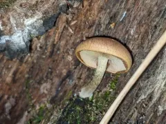 Pholiota parvula thumbnail 4