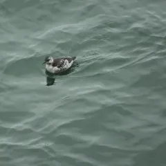 Black Guillemot thumbnail 3