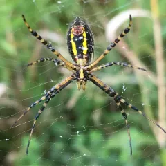 Banded Garden Spider thumbnail 1