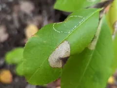 Unspotted Tentiform Leafminer Moth thumbnail 2
