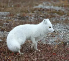 Arctic Fox thumbnail 3