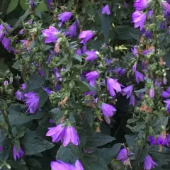 Creeping Bellflower thumbnail 5