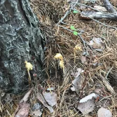 pinesap thumbnail 2
