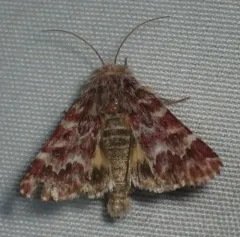 Leadplant Flower Moth thumbnail 4
