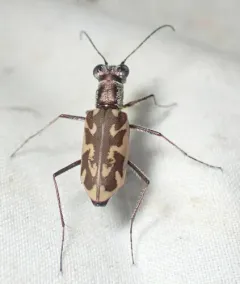 Sandy Stream Tiger Beetle thumbnail 1