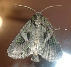 Emerald-dusted Sallow thumbnail 3