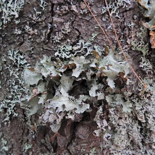 Crumpled Rag Lichen