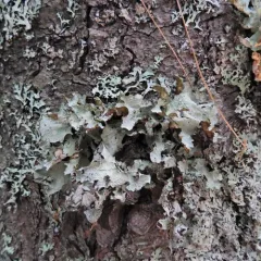Crumpled Rag Lichen thumbnail 1