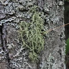 Boreal Oakmoss thumbnail 4