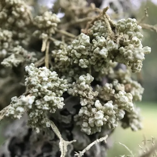 Tremella everniae