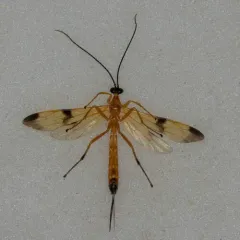 Acrotaphus wiltii thumbnail 3