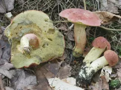 Boletus miniato-olivaceus thumbnail 2