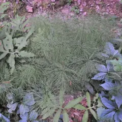 wood horsetail thumbnail 3