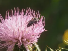 Thistle Longhorn-Cuckoo thumbnail 1