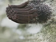 Stemonitis axifera thumbnail 1