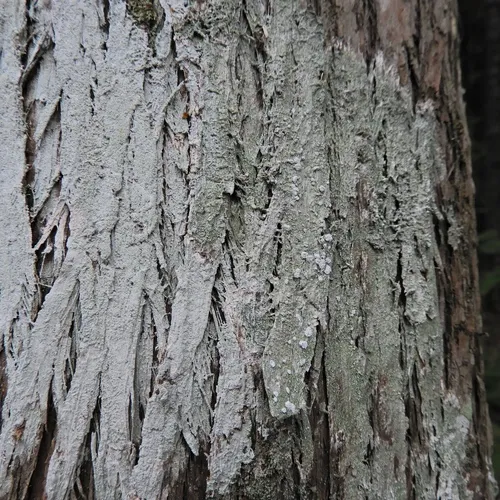 bitter wart lichen
