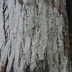 bitter wart lichen thumbnail 1