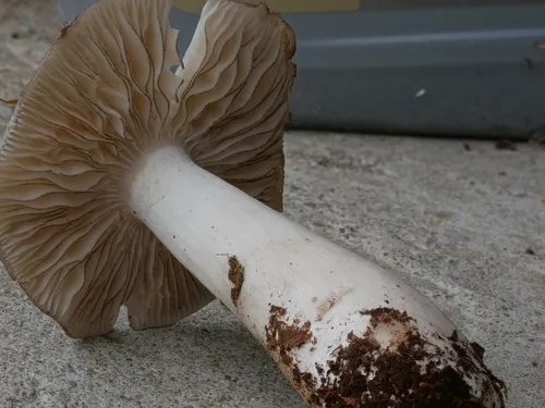 Megacollybia subfurfuracea