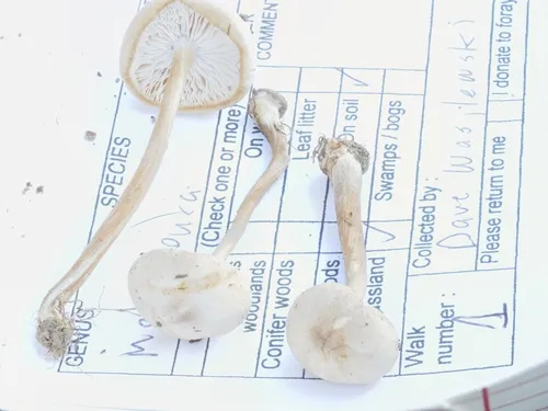 Melanoleuca griseobrunnea
