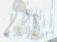 Melanoleuca griseobrunnea thumbnail 1