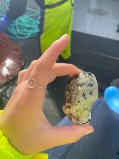 Broad yoldia thumbnail 2