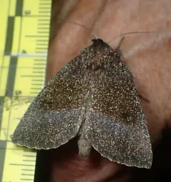 Prairie Rosinweed Borer Moth thumbnail 2