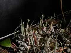 Shaded Cladonia thumbnail 3