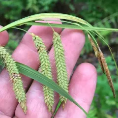 fringed sedge thumbnail 2