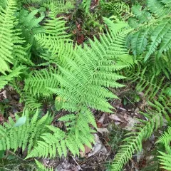 northern lady fern thumbnail 3